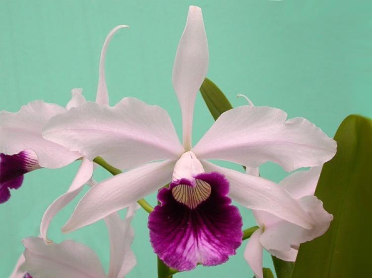 Laelia purpurata var. roxo